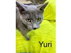 Adopt Yuri a Russian Blue, Domestic Short Hair