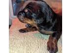 Doberman Pinscher Puppy for sale in Lancaster, NY, USA
