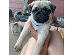 Pug Puppy for sale in Ellsworth, KS, USA