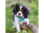 Cavalier King Charles Spaniel Puppy for sale in Baltic, OH, USA