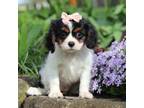 Cavalier King Charles Spaniel Puppy for sale in Baltic, OH, USA