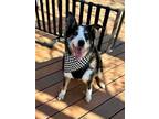 Adopt Sherman a Australian Shepherd