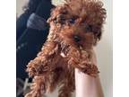 Poodle (Toy) Puppy for sale in Plymouth Meeting, PA, USA