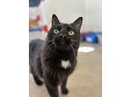 Adopt Toby a Domestic Long Hair