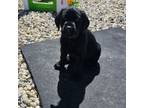 Labrador Retriever Puppy for sale in Gardnerville, NV, USA