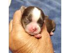 Shih Tzu Puppy for sale in White, GA, USA