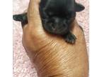 Shih Tzu Puppy for sale in White, GA, USA