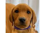 Labrador Retriever Puppy for sale in Montague, CA, USA