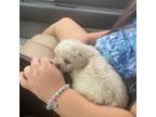 Lhasa Apso Puppy for sale in Houston, TX, USA