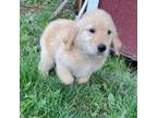 Golden Retriever Puppy for sale in Latrobe, PA, USA