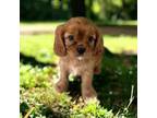Cavalier King Charles Spaniel Puppy for sale in Grafton, MA, USA
