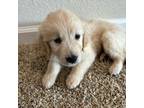 Golden Retriever Puppy for sale in Fairfield, CA, USA