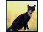 Adopt ALBERT a Domestic Short Hair