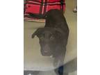 Adopt JIMBOB a Labrador Retriever, Mixed Breed