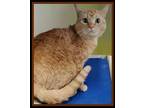 Adopt NUZZLE a Domestic Short Hair