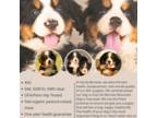 Bernese Mountain Dog Puppy for sale in Wentworth, MO, USA