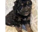 Mutt Puppy for sale in Oakland, NJ, USA