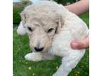 Goldendoodle Puppy for sale in Fishers, IN, USA