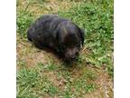 Dachshund Puppy for sale in Asheboro, NC, USA