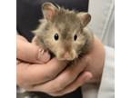 Adopt Marquis a Hamster
