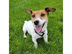 Adopt Mack a Parson Russell Terrier, Mixed Breed
