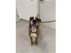 Adopt Manny a Boxer, Mixed Breed