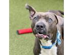 Adopt Booger a Pit Bull Terrier, Mixed Breed