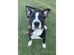 Adopt Wiggles a Pit Bull Terrier, Mixed Breed