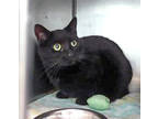 Adopt Schmidt a Domestic Short Hair