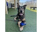 Adopt Bates a German Shepherd Dog, Mixed Breed