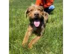Adopt Rolf a German Wirehaired Pointer