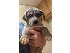 Adopt Easter Pups : Basket a Catahoula Leopard Dog, Australian Shepherd