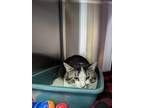 Adopt Billy Kitty a Domestic Short Hair