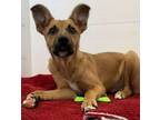 Adopt Chester a German Shepherd Dog, Mixed Breed