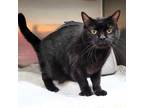 Adopt Pinot a Domestic Short Hair