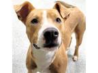 Adopt Simba a Pit Bull Terrier