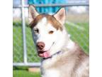 Adopt Koosh a Husky