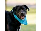 Adopt Kong a Black Labrador Retriever