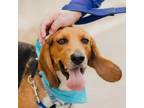 Adopt Rex a Beagle