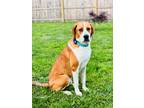 Adopt Denver a Hound