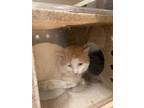 Adopt Stanley a Domestic Short Hair