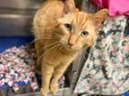 Adopt LOUIE a Domestic Short Hair