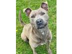 Adopt Smoke a Pit Bull Terrier, Mixed Breed