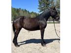 Friesian Percheron mare