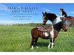 Meet Suzy Bay & White Spotted Saddle Horse Mare - Available on [url removed]