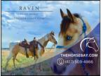 Meet Raven Buckskin Paint Mare - Available on [url removed]