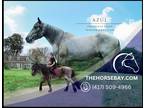 Meet Azul Percheron/Friesian/Quarter Horse Gelding - Available on