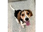 Adopt Smokey a Beagle, Mixed Breed