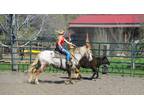 Meet Cimarron Red Roan Appaloosa Gelding - Available on [url removed]
