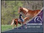 Meet Troy Sorrel Tennessee Walker Gelding - Available on [url removed]